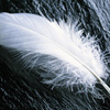 Profile image of Songbird19