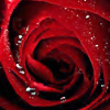 Profile image of dark rose