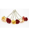 Dried Roses