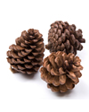 Pine Cones